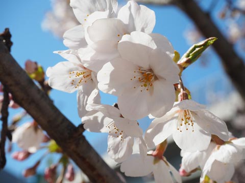 Somei Yoshino (Prunus yedoensis)